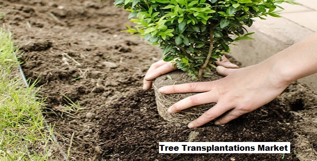 Global Tree Transplantations Market